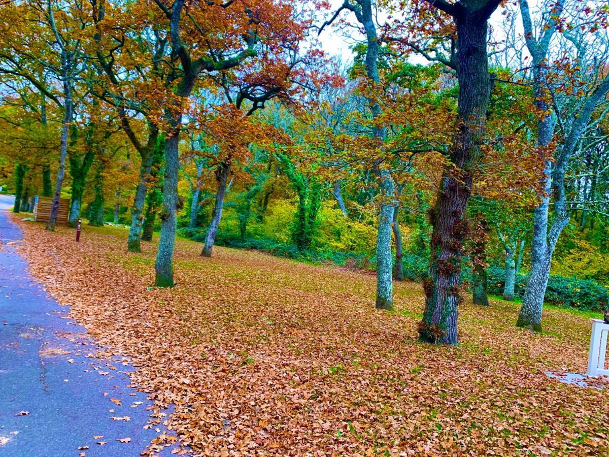 Forest Beach Bashley Park Sway Eksteriør billede
