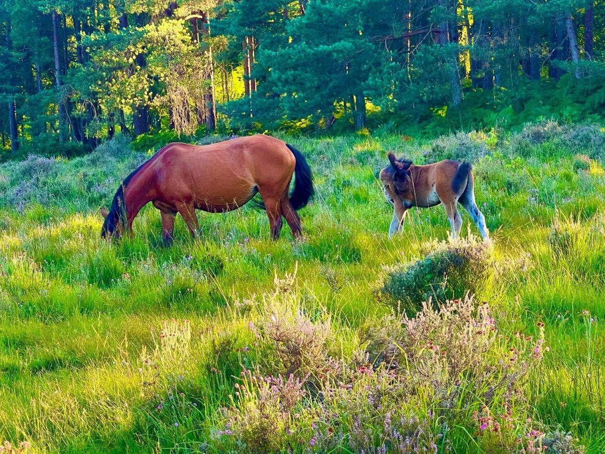 Forest Beach Bashley Park Sway Eksteriør billede